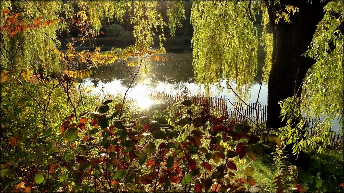 осень.. прозрачное утро..