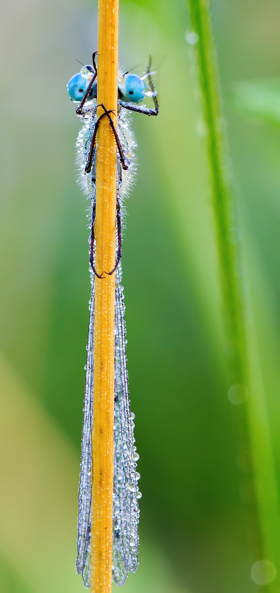 "Привет фотограф!"