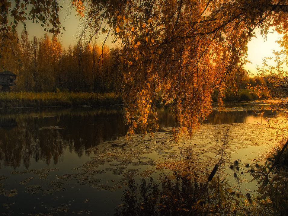 Плакала береза