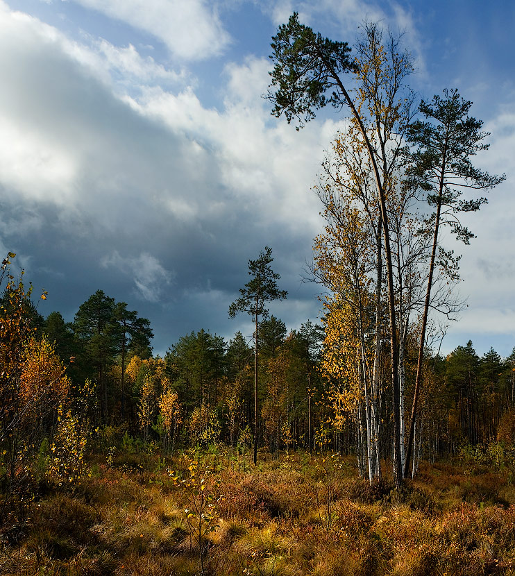 Там, где растет клюква