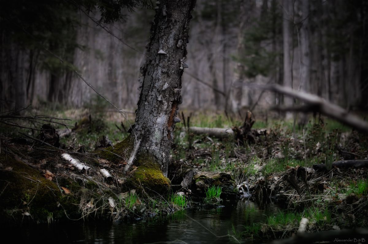Жили-были средь тоски зелень трав и мягкий жур воды....