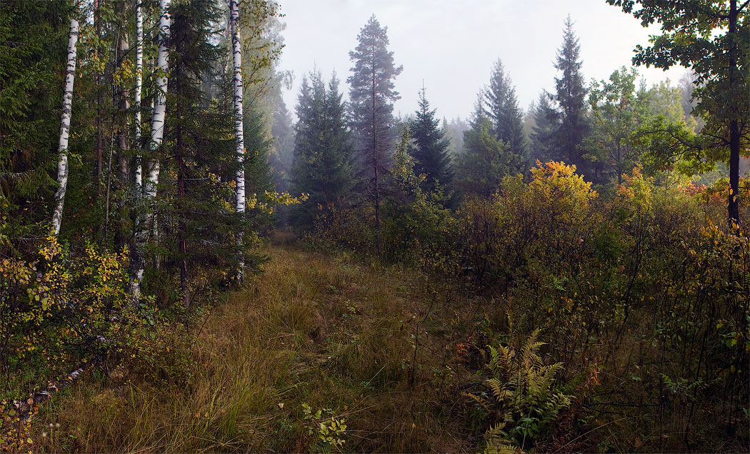 Утро в лесу