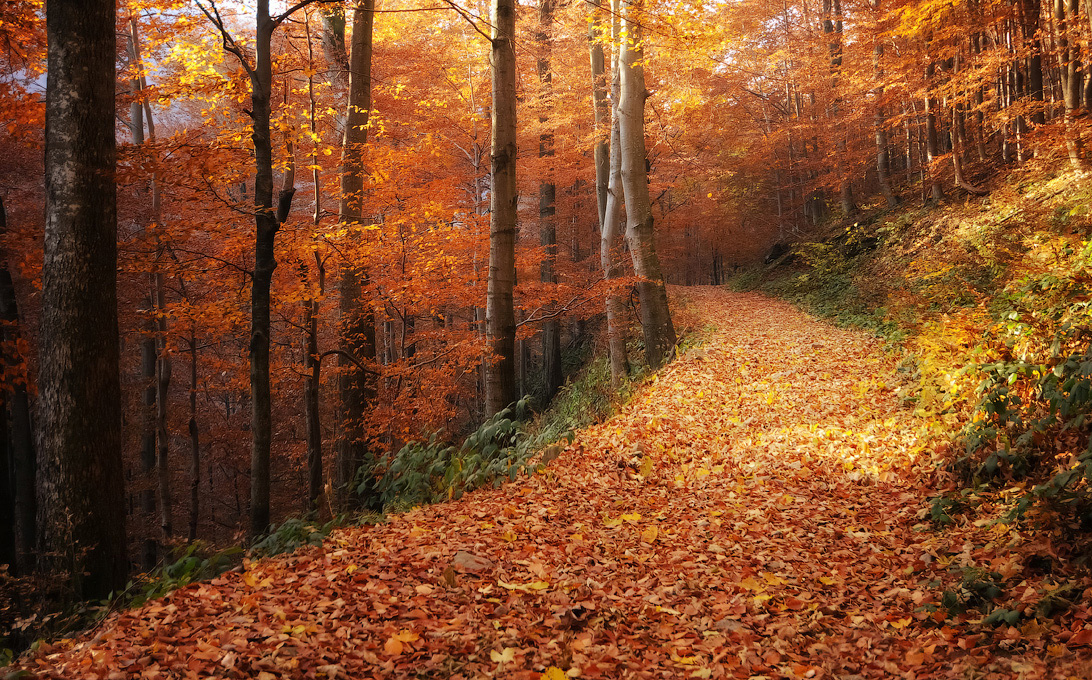 По осеннему лесу...