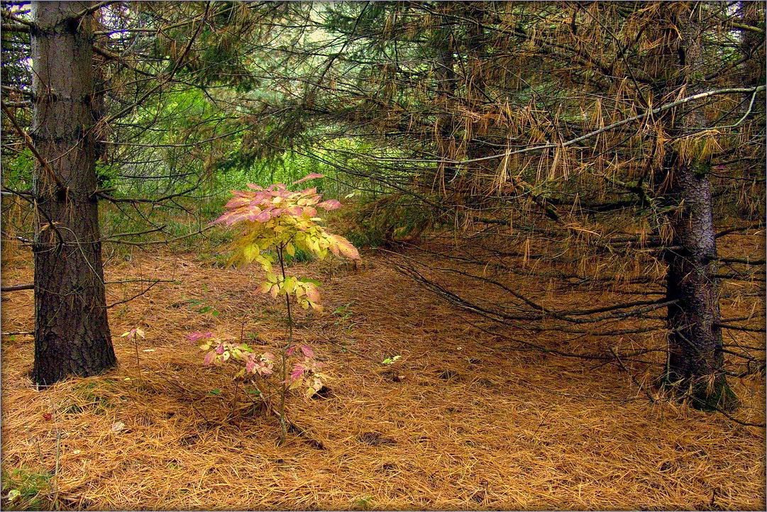 Ganaraska Forest ..8