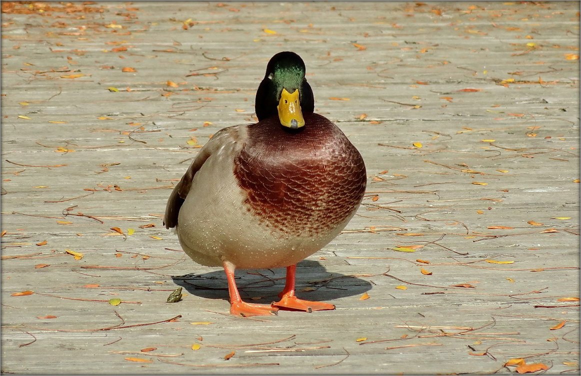 сампан сусам