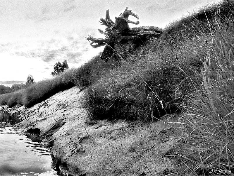 Вода, песок, трава и корни.