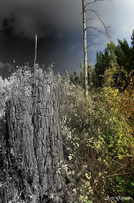 Там, где кончается лес.