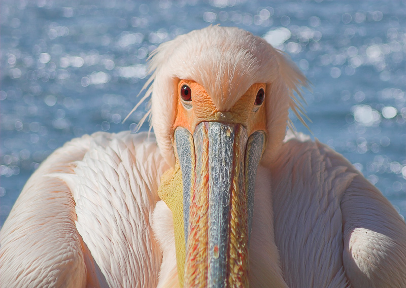 Портрет длинноносого субъекта в розовом