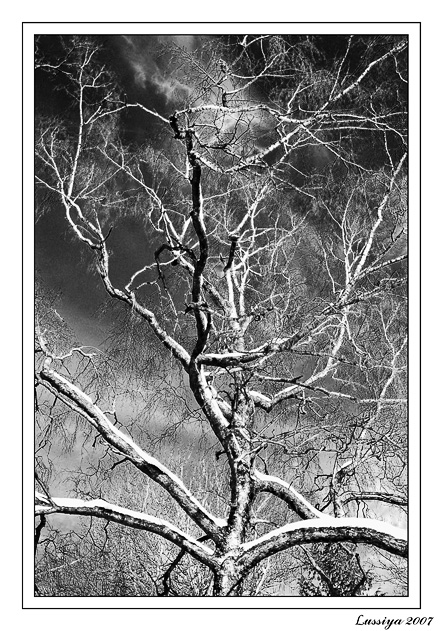 Кровеносная система