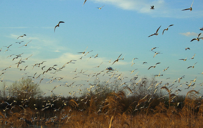 Пернатая Эскадрилья