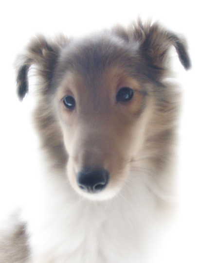 Ежик в тумане