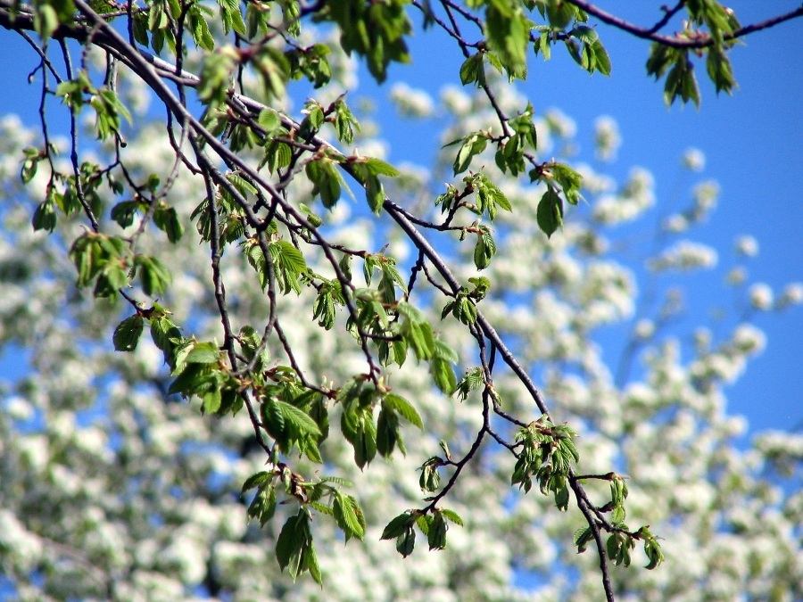 контраст природы