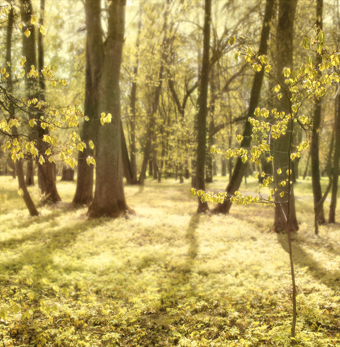 Светлый день