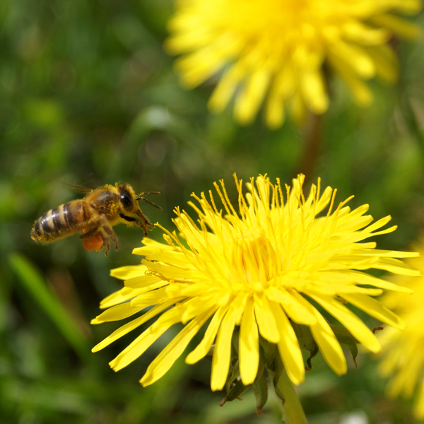 За нектаром