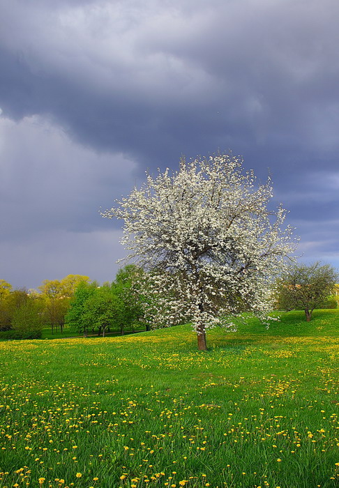 Сочная майская зелень