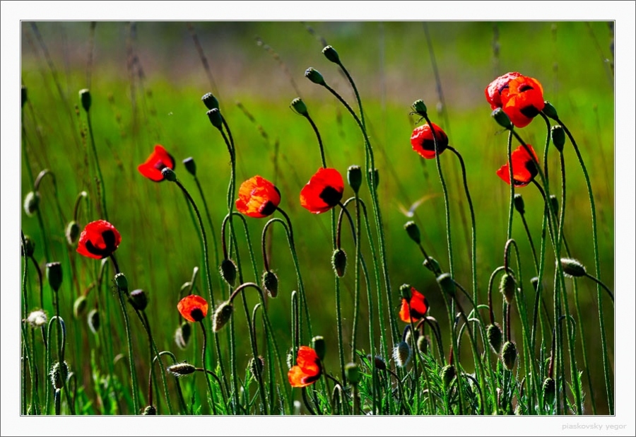 Крымские Маки