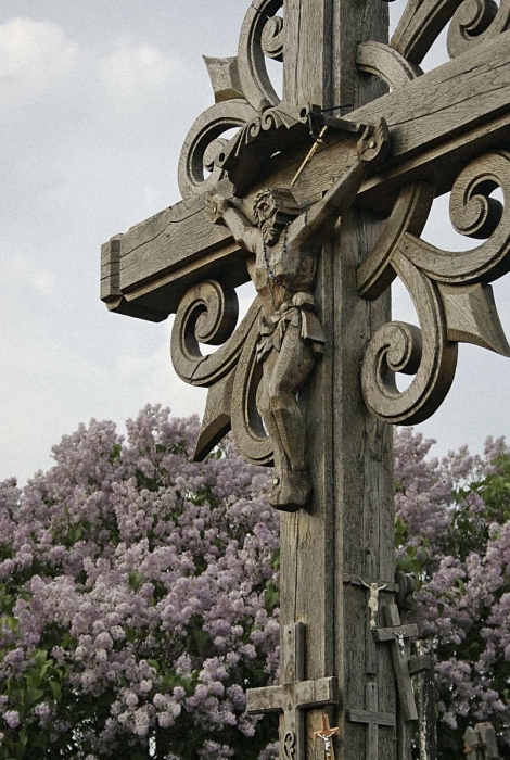 цветущая сирень