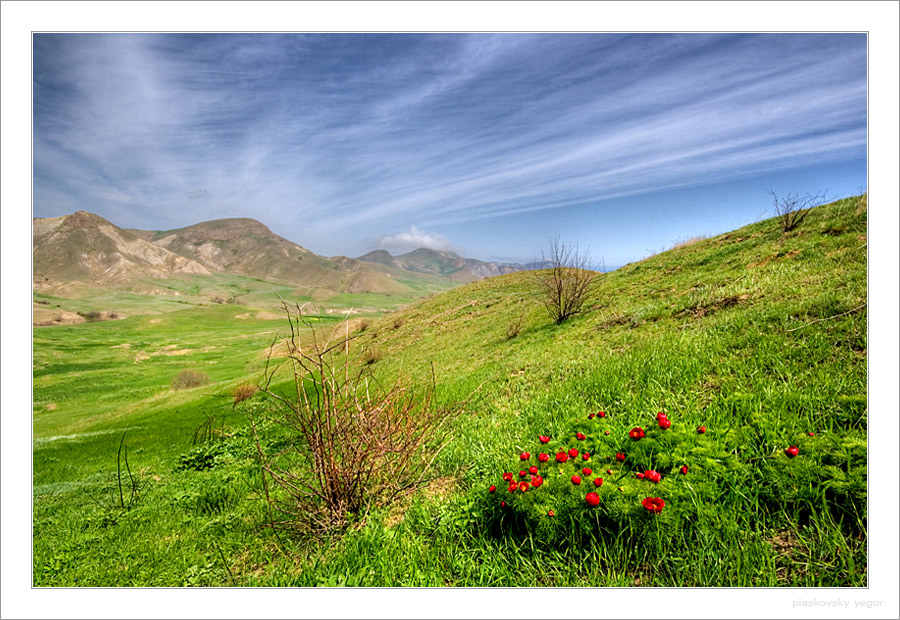 Крымские Пионы