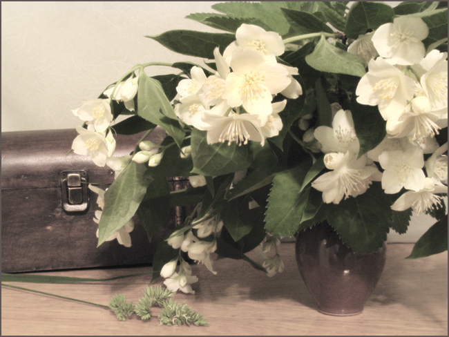 время жасмина