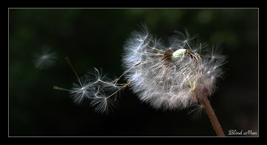 Уносимые ветром...