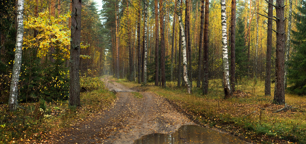 Осеннее утро после дождя