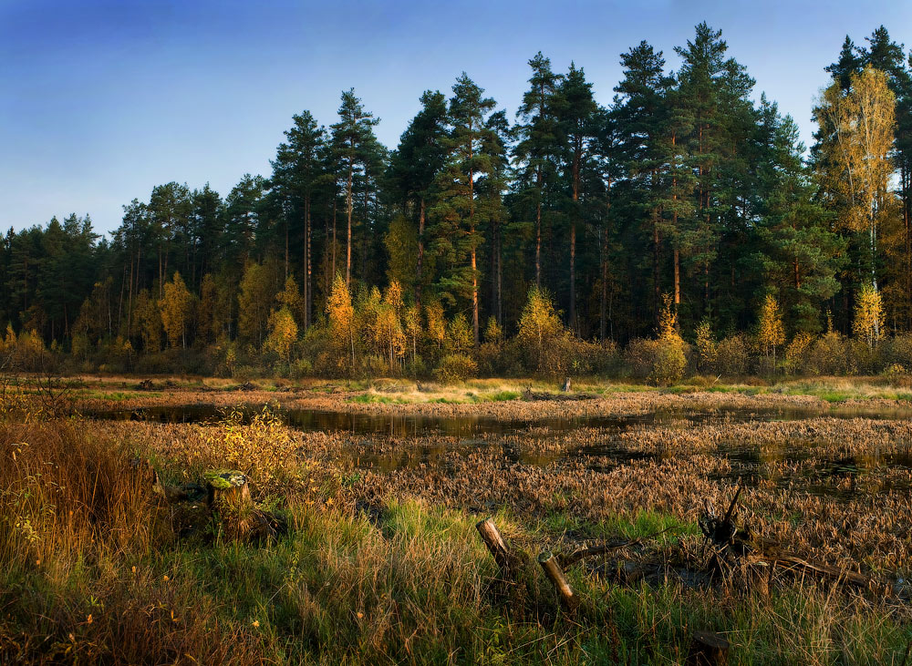 Контрасты осени.Утро