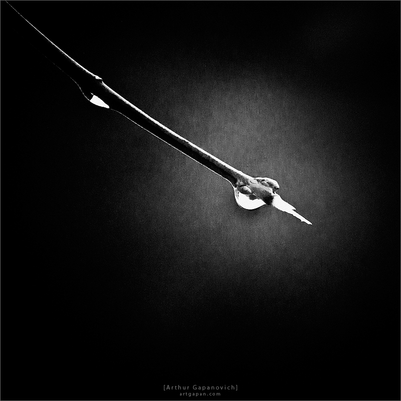 [ Cны о забытой луне ]