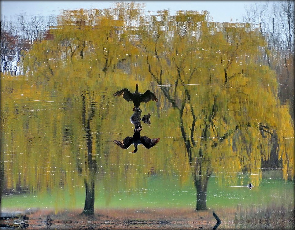 мечтательная птица корморан