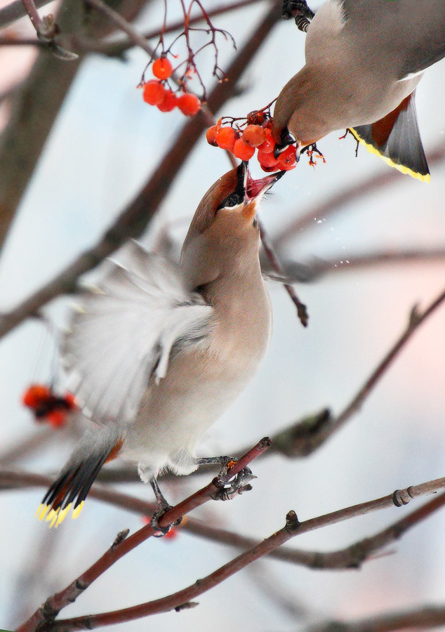 битва за урожай