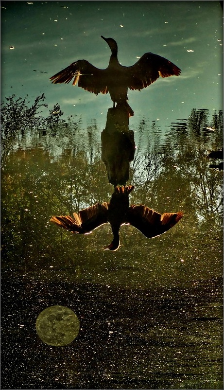 мечтательная птица корморан ..2