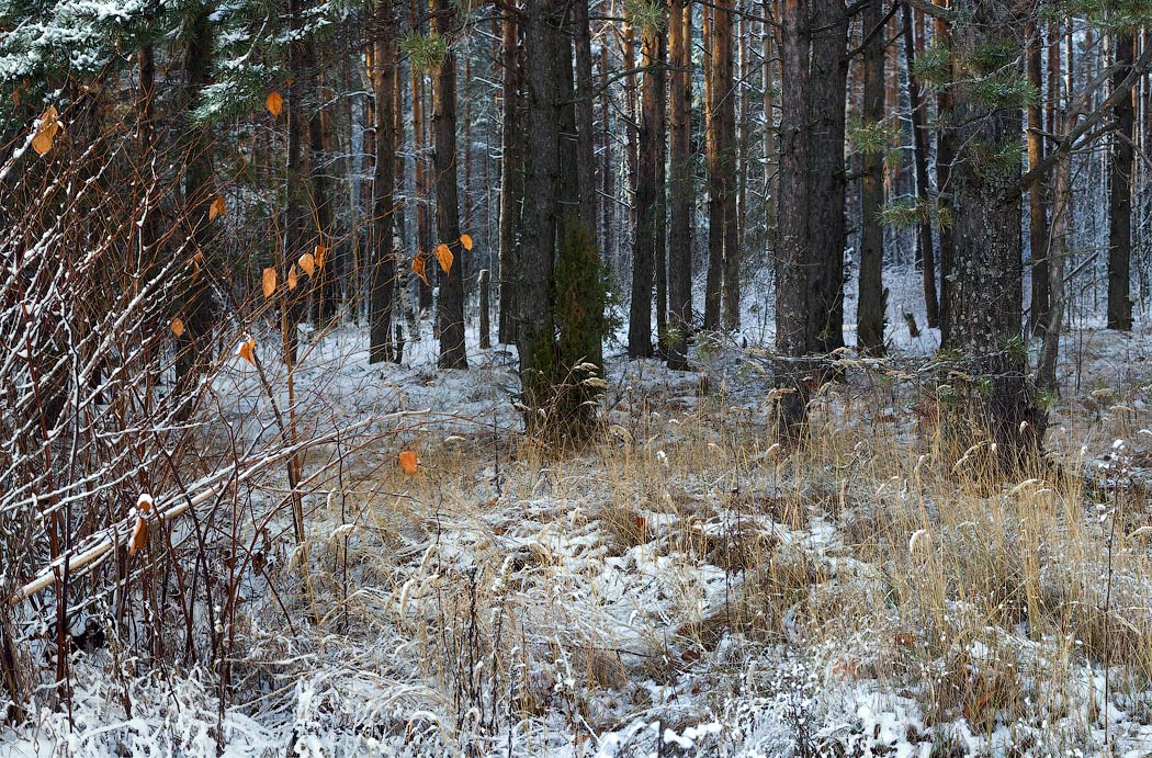 Первый снег