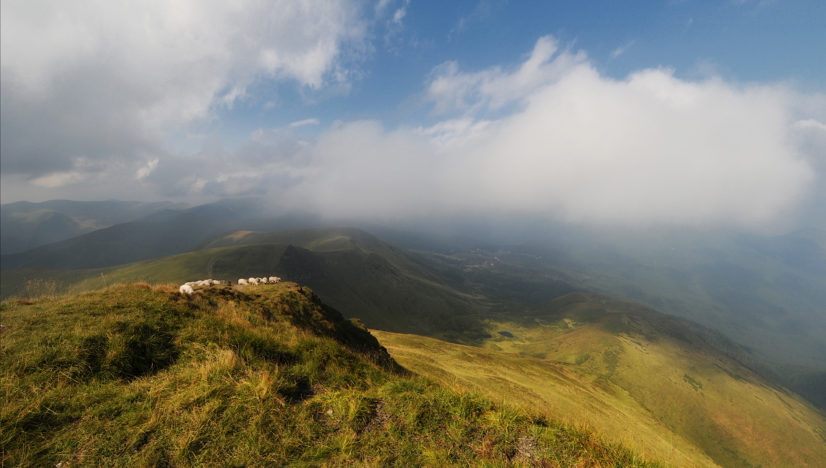 Овцы и облако... )