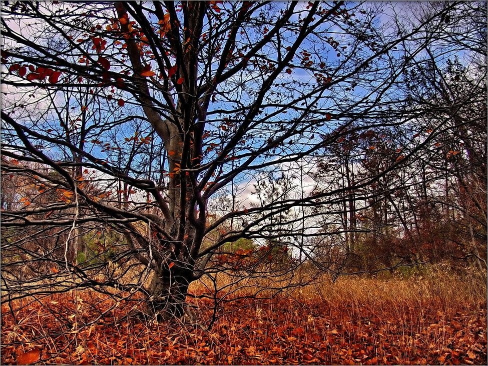 старина граб