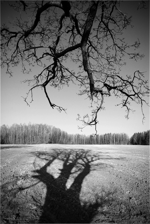 трехголовый