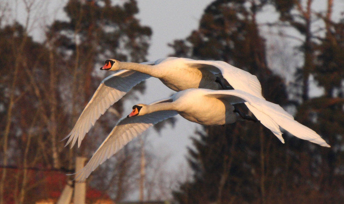 под прикрытием