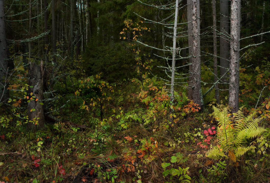 Этюд с папоротником