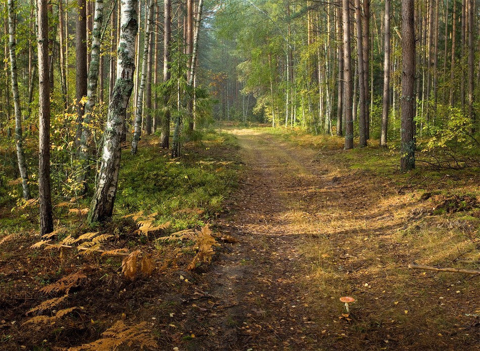 Осеннее утро