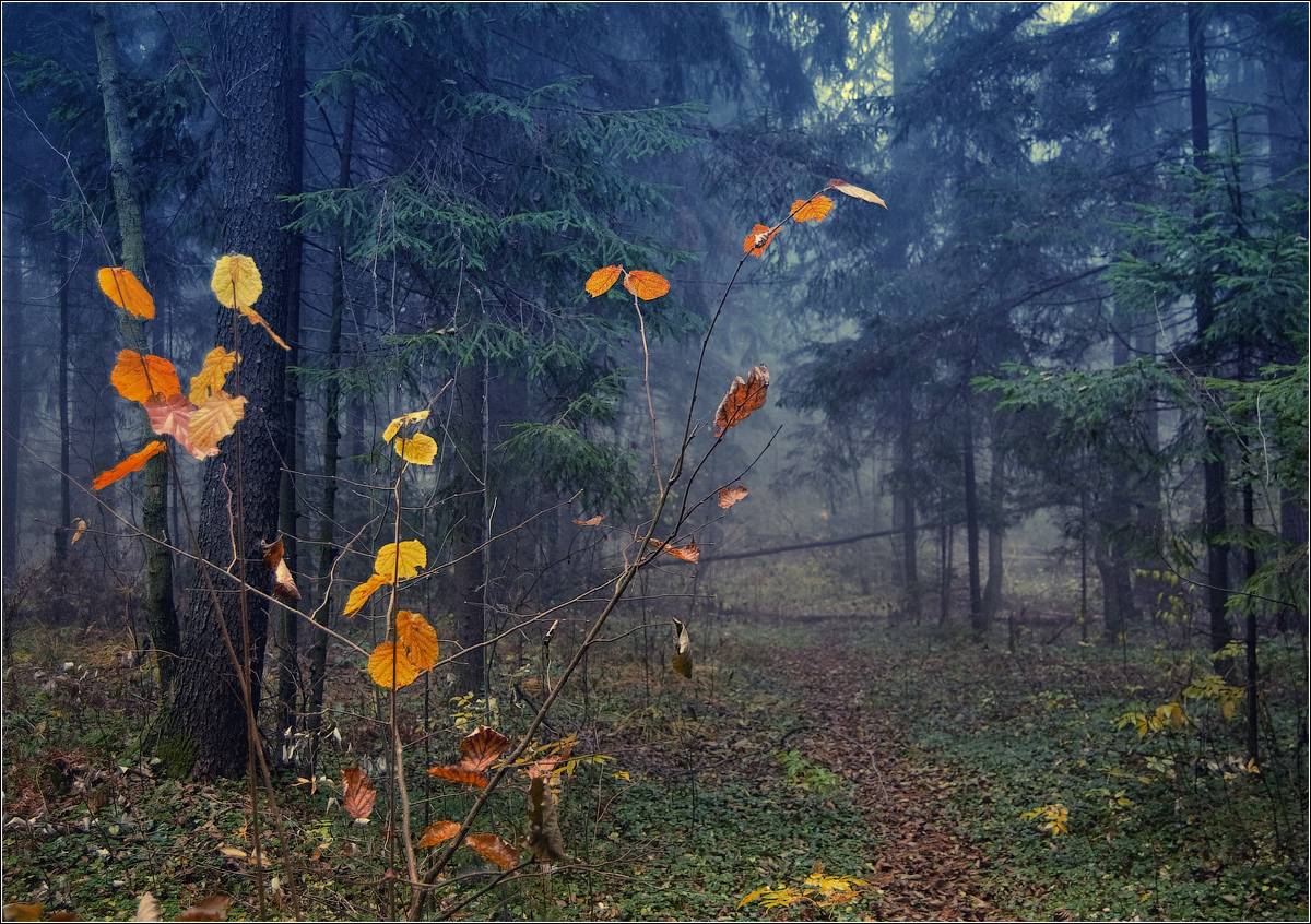 прогулки по лесу...