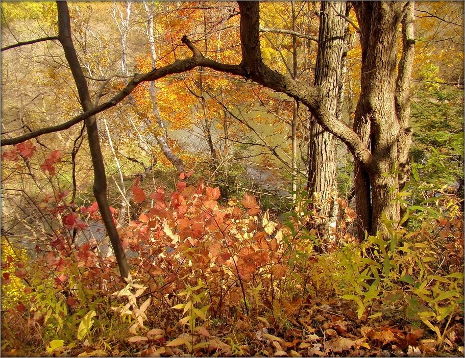 осенний калейдоскоп