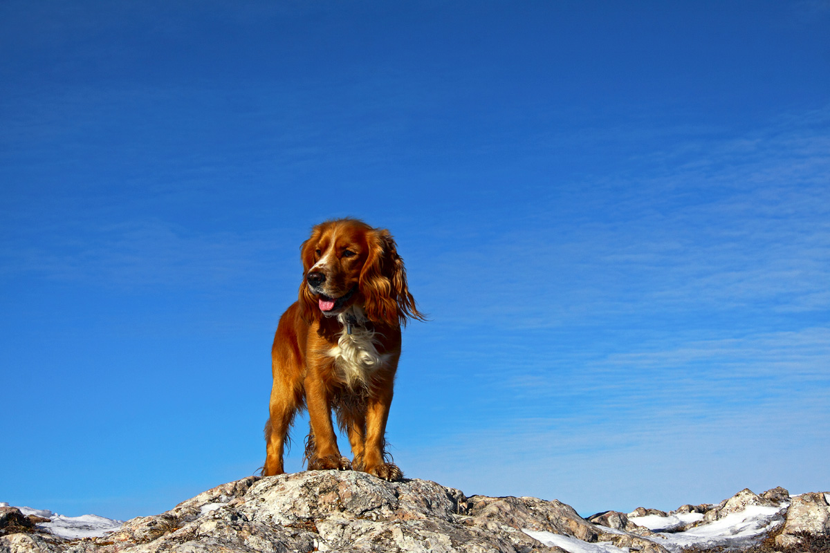 "На вершине стоял хмельной... "