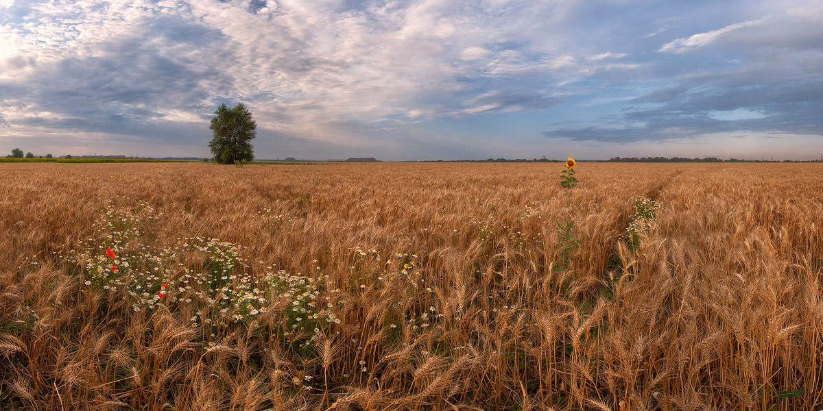 Привет Золотого Лета