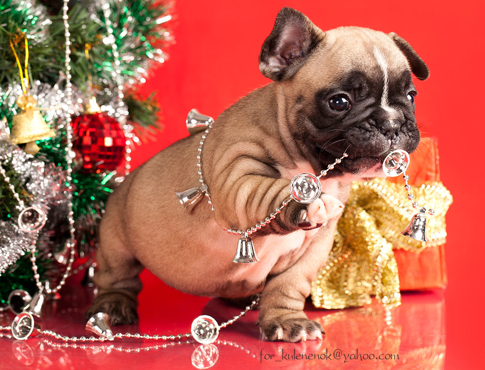 "А эту гирлянду почему не повесили?"