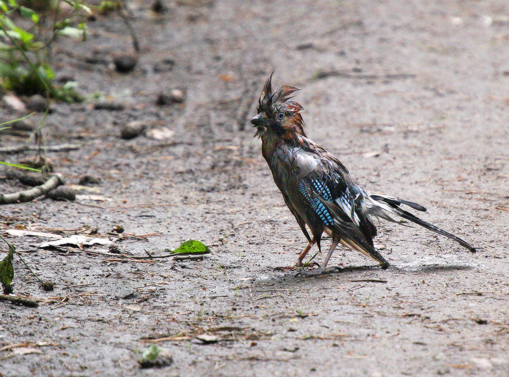 жалкое пугало :)