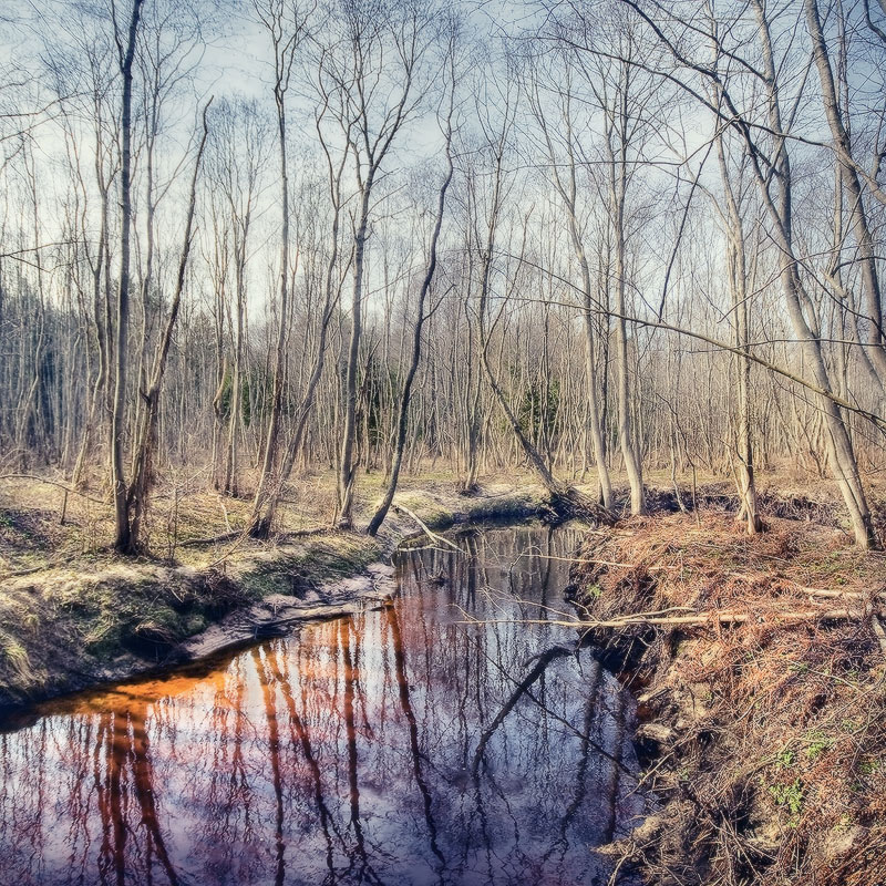 |   Лесная река   |