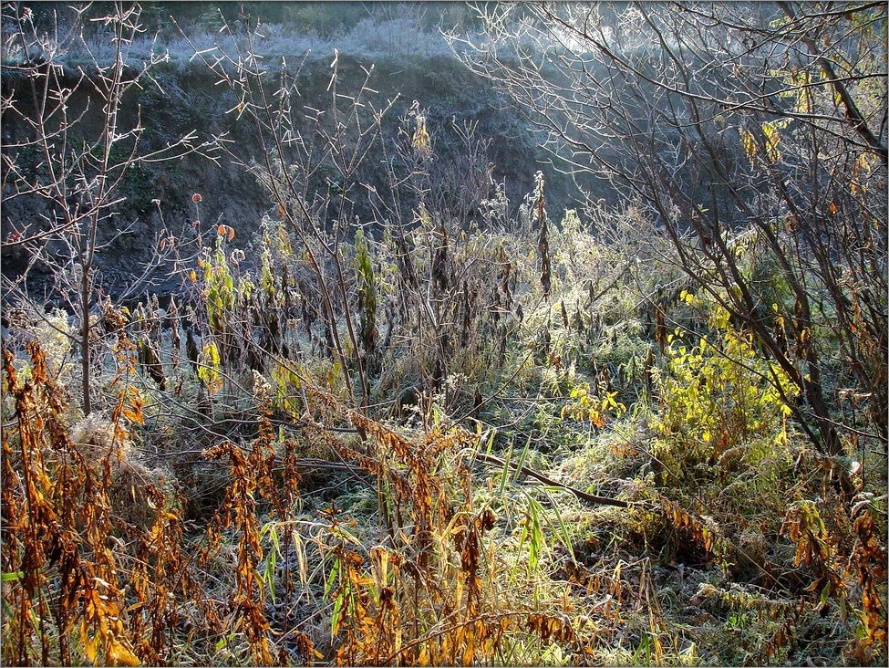 узоры увядания