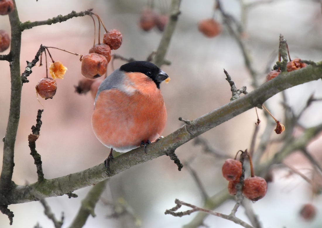 зимы гонец, морозов вестник