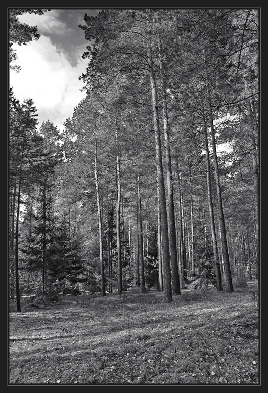 В осеннем лесу