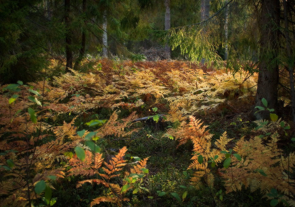 Папоротник. Утро