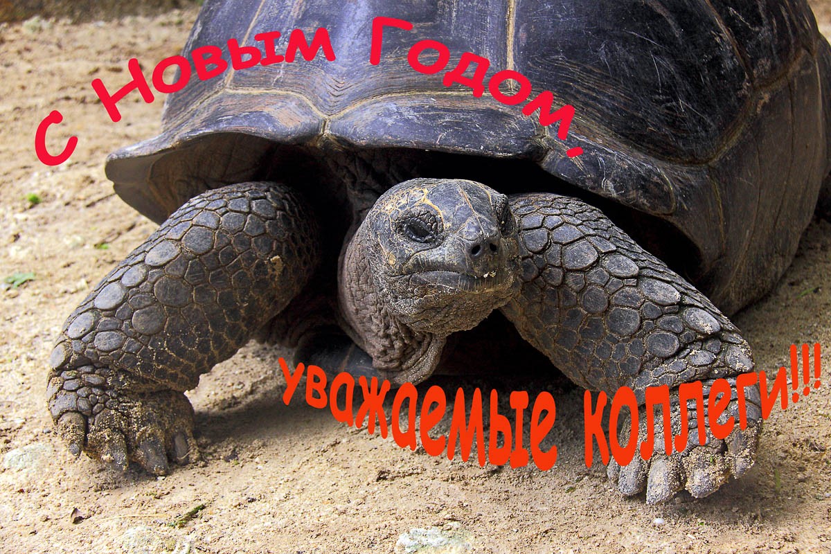 С Новым годом, уважаемые коллеги