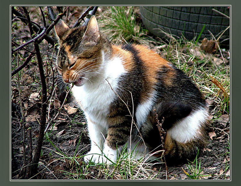 АВИТАМИНОЗ